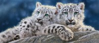 Puzzle Castorland 600 Snow Leopard Cubs (B-060115)