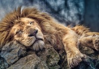 Пазл Trefl 1000 Sleeping lion (10447)