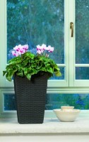Ghiveci Keter Rattan Planter S Brown (228977)