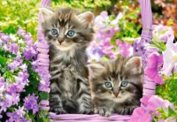 Puzzle Castorland 1000 Kittens In Summer Garden (C-104086)