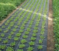 Agrofibre Greentech 90gsm (2x100)