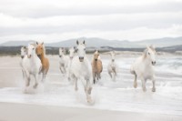 Fototapete Komar 8-986 White Horses 