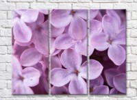 Картина ArtPoster Abstraction from large flowers of lilac (500041)