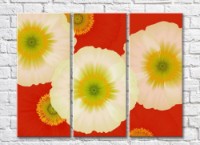Картина ArtPoster Abstraction from White large poppy flowers on a Red background (500037)
