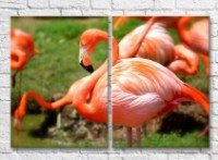 Картина ArtPoster Close up of Bright/Scarlet flamingos (3451167)
