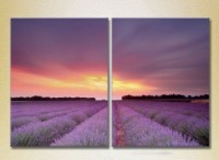 Картина ArtPoster Lavender field 02 (2164470)