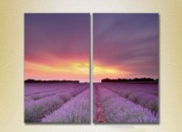 Картина ArtPoster Lavender field 05 (2164475)