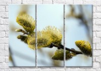 Pictură Magic Color Pussy willow with fluffy flowers (500230)