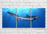 Картина ArtPoster Shark in the sun in the sea (3469256)