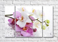 Pictură ArtPoster White and Spotted orchids on a Light background with water drops (500061)