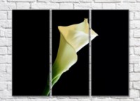 Картина ArtPoster White calla lilies on Black background (500062)