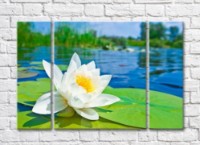Картина ArtPoster White water lily on the background of the pond (500063)