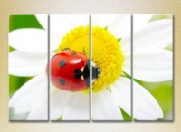 Pictură Rainbow Polyptych Ladybug on a camomile (2222241) imaginea #1 — magazin online Desire.md