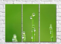Pictură Rainbow Round dew drops on plant stems (500367) imaginea #1 — magazin online Desire.md