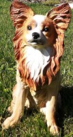 Figurina gradina ArtFigure Chihuahua (5.241) imaginea #2 — magazin online Desire.md