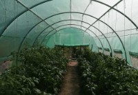 Теплица Tehno MS 12x3x2m Green (10001274) фото №3 — интернет-магазин Desire.md